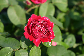Rose 'Baron Girod de l'Ain'