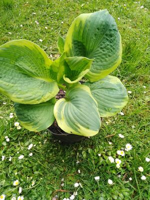 Staudenbeet Schattenboxen Lubera Ch