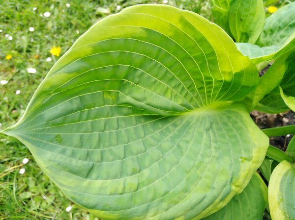 Hosta Sieboldiana Frances Williams Lubera Ch