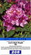 #2: Re: RHODO 'Perl Whiteman'