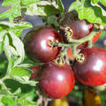 OpenSky, Strauchtomate, Schlingel Filou, Tomate