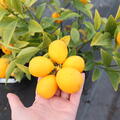 Thomasville, Citrangequat, Citrus, Zitrus, Frucht