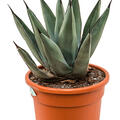 Agave nigra, Grau, im 27cm Topf, Hhe 50cm, Breite 35cm