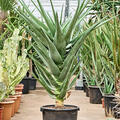 Aloe 'Hercules' (140-160), Stamm, im 42cm Topf, Hhe 150cm, Breite 80cm