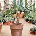 Aloe plicatilis (90-110), Stamm verzweight, im 35cm Topf, Hhe 100cm, Breite 65cm