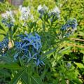 Amsonia hubrichtii, Amsonia hubrichtii