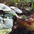 Brunnera macrophylla 'Looking Glass' (S), Brunnera macrophylla 'Looking Glass' (S)