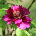 Paeonia Cang Zhi Hong, Peony Suffruticosa, Pfingstrose, Pfingstrosen, Strauchpfingstrose, Strauchpfingstrosen