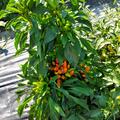 Chili, Hot Surprise Buschy, Capsicum annuum