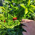 Chili, Hot Surprise Compact, Capsicum annuum