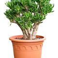 Crassula ovata 'Horn Tree', Busch, im 32cm Topf, Hhe 70cm, Breite 45cm