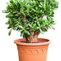 Crassula ovata 'Magical Tree', Busch, im 32cm Topf, Hhe 65cm, Breite 45cm