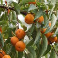 Kaki, Diospyros kaki 'Rojo Brillante'