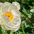 Paeonia Early Sensation, Paeonia lactiflora, Pfingstrose, Pfingstrosen 