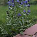 Echium vulgare, Echium vulgare