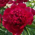 Paeonia Eliza Lundy, Paeonia x officinalis, Pfingstrose, Pfingstrosen 