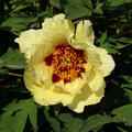 Paeonia Hai Huang, Paeonia x suffruticosa, Pfingstrose, Pfingstrosen, Strauchpfingstrose, Strauchpfingstrosen