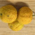 Yuzu Nr. 3, Citrus junos, Zitrus, Frucht