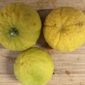 Ichanglemon Sebastian, Citrus ichangensis, Citrus, Zitrus, Frucht