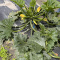 Zucchini Inizia, Cucurbita pepo (CUC 24-03, SAT 28)