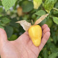 Physalis philadelphica, Gigantilis, Riesen Physalis, Tomatillo