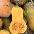 Krbis, Honeynut, Cucurbita moschata, Speisekrbis (CUC 24-12)