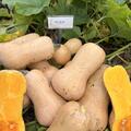 Krbis, Nutterbutter, Cucurbita moschata, Speisekrbis (CUC 24-16)