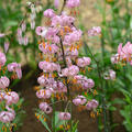 Lilie, Lilium martagon, Purple Morning, Nijssen