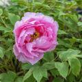 Paeonia Lu He Hong, Paeonia suffruticosa, Pfingstrose, Pfingstrosen, Strauchpfingstrose, Strauchpfingstrosen