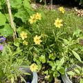 Mdchenauge 'Full Moon', Coreopsis grandiflora 'Full Moon'