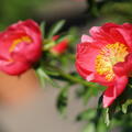 Paeonia albiflora x lobata, Paeonia Montezuma, Pfingstrose, Pfingstrosen 