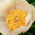 Paeonia, Pfingstrose, Claire de Lune