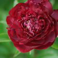 Paeonia Old Faithful, Pfingstrose, Pfingstrosen 