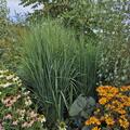 Panicum virgatum 'Northwind', Panicum virgatum 'Northwind'