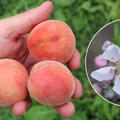 Fruttoni, Peachly Lemon, Minipfirsich, Prunus persica (PF 2)