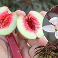 Fruttoni Peachly Red, Minipfirsich, Prunus persica (PF 5 red)