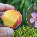 Fruttoni, Peachly Yellow, Minipfirsich, Prunus persica, gelbfleischig (PF 4)