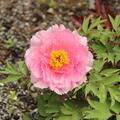 Paeonia Rou Fu Rong, Paeonia suffruticosa, Pfingstrose, Pfingstrosen, Strauchpfingstrose, Strauchpfingstrosen