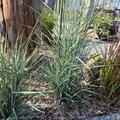 Ruten Hirse 'Prairie Sky', Panicum virgatum 'Prairie Sky'