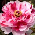 Paeonia Shima nishiki, Paeonia suffruticosa, Pfingstrose, Pfingstrosen, Strauchpfingstrose, Strauchpfingstrosen