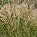 Achnatherum calamagrostis 'Algu', Gras, Grser, synonym Stipa