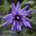 Catananche cearulea, Rasselblume, Staude blau lila violett