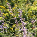 Nepeta x faassenii 'Junior Walker' Katzenminze