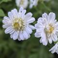 Tanacetum niveum 'Jackpot', Tanacetum niveum 'Jackpot'