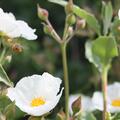 Weiche Zistrose, Cistus obtusifolius