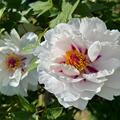 Paeonia Xiang Yu, Paeonia suffruticosa, Pfingstrose, Pfingstrosen, Strauchpfingstrose, Strauchpfingstrosen