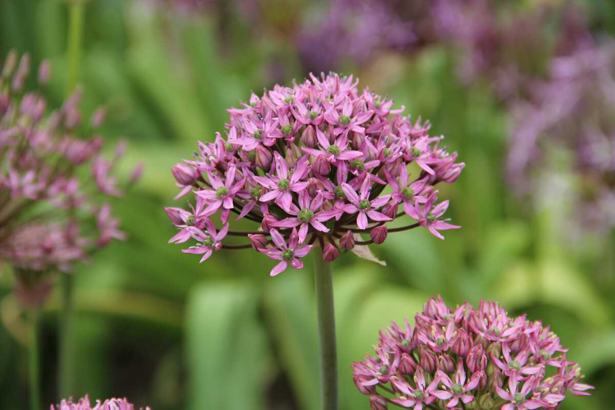 Allium nigrum 'Pink Jewel': Lubera.de