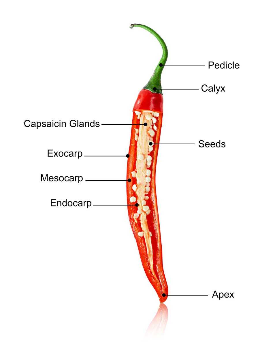 Capsaicin