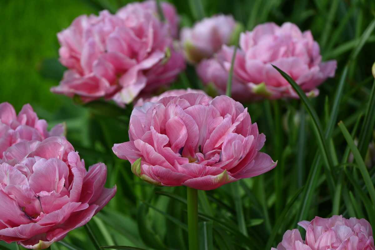 Gefüllte Tulpe 'Aveyron': Lubera.de