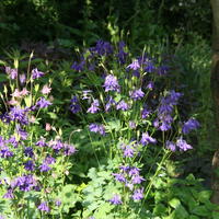 LSCHEN_Prachtkerze, Gaura